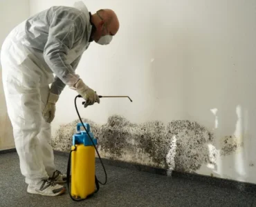 Mold Damage services