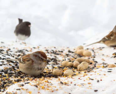 high quality wild bird food in the UK